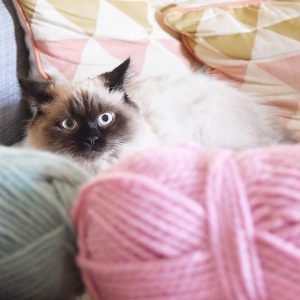 Cat with yarn